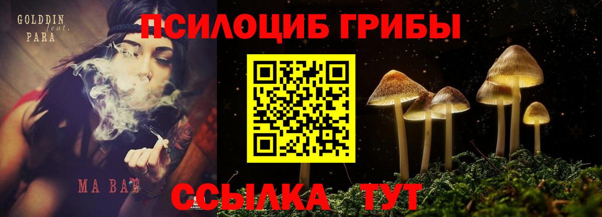Псилоцибиновые грибы Magic Shrooms  Рославль  Галлюциногенные грибы Psilocybe 